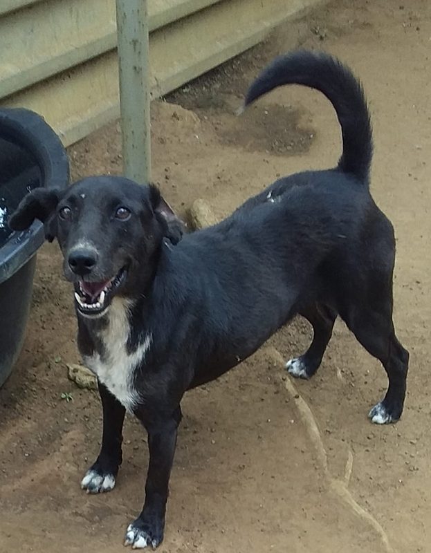 <strong> Elvis 2</strong> <br> Mix Breed <br> Male <br> 6 Years