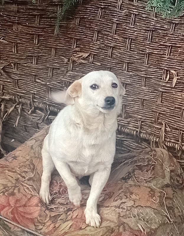<strong> Russell </strong> <br> Jack Russel <br> Male <br> 6 Years