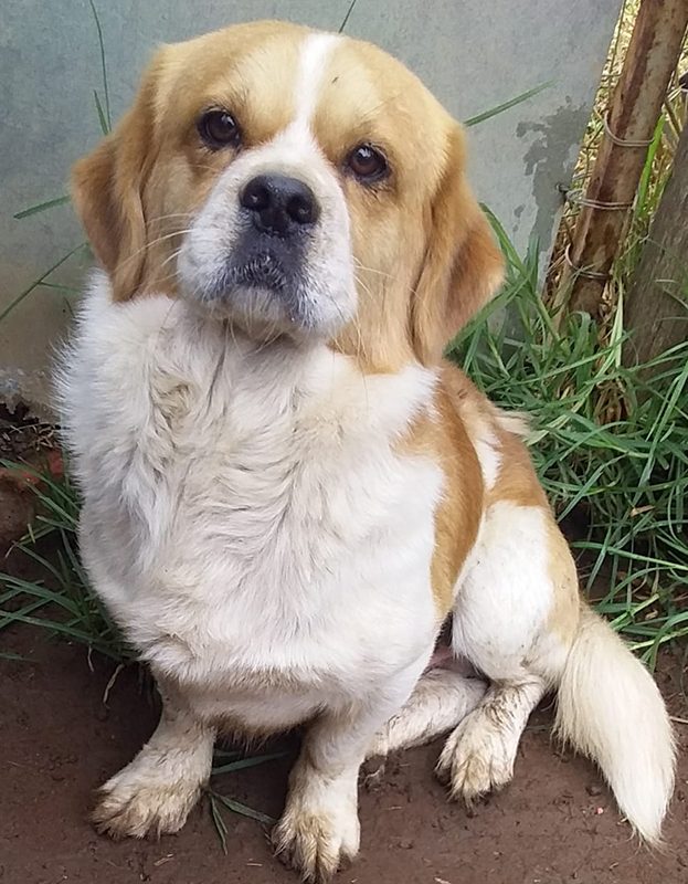 <strong> Tyson </strong> <br> Mix Breed <br> Male <br> 6 Years