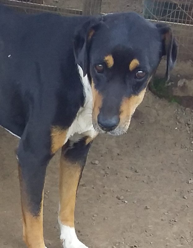 <strong> Lilly </strong> <br> Mix Breed <br> Female <br> 7 Years