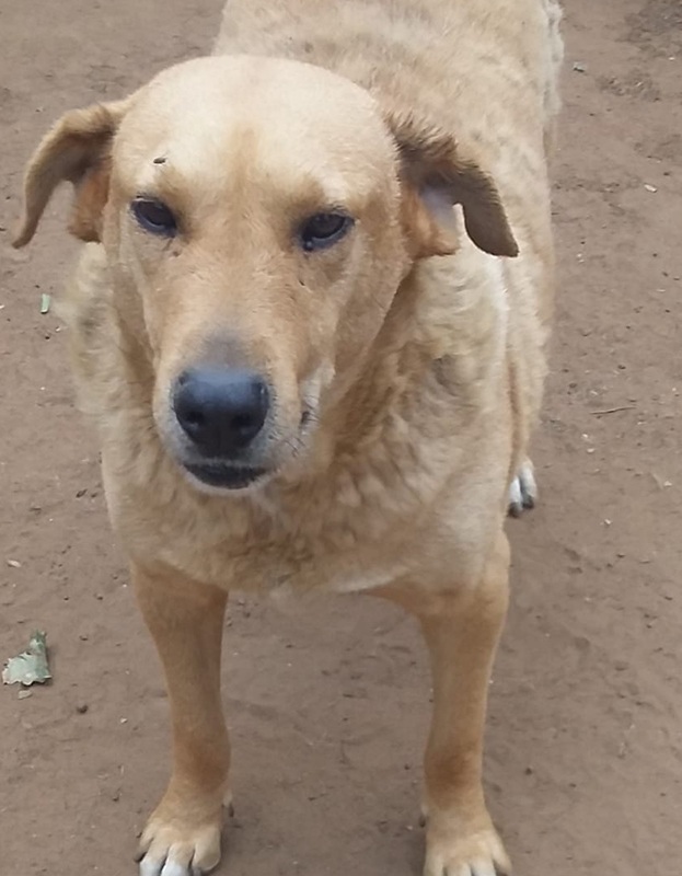 <strong> Dok </strong> <br> Mix Breed <br> Male <br> 9 Years
