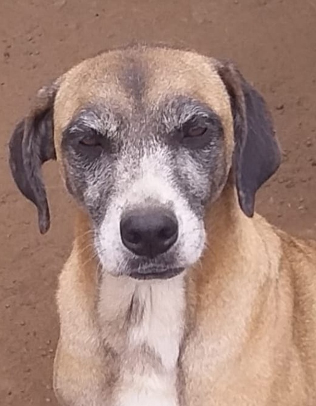 <strong> Cora </strong> <br> Mix Breed <br> Female <br> 6 Years