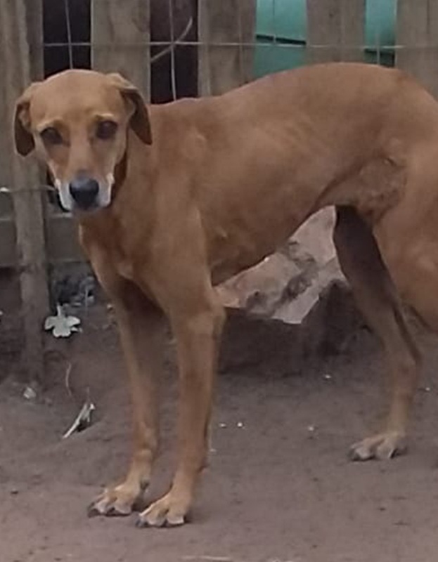 <strong> Prinses </strong> <br> Mix Breed <br> Female <br> 6 Years