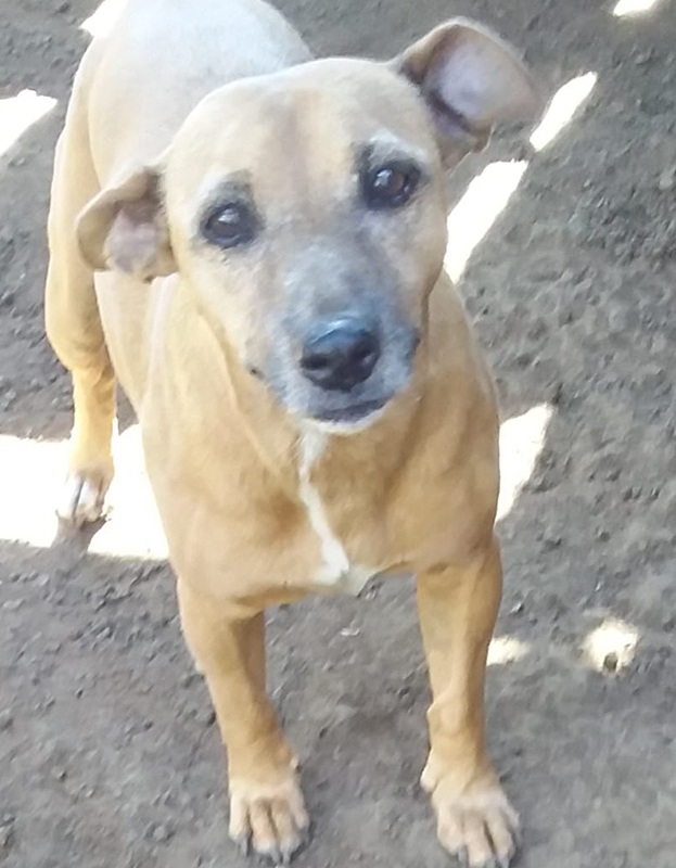 <strong> Rofes </strong> <br> Mix Breed <br> Male <br> 5 Years