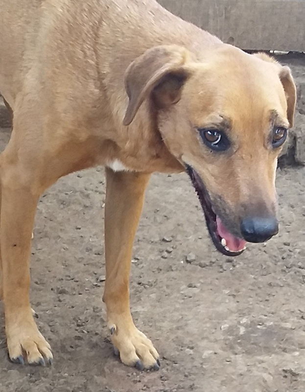 <strong> Tigger </strong> <br> Mix Breed <br> Male <br> 6 Years