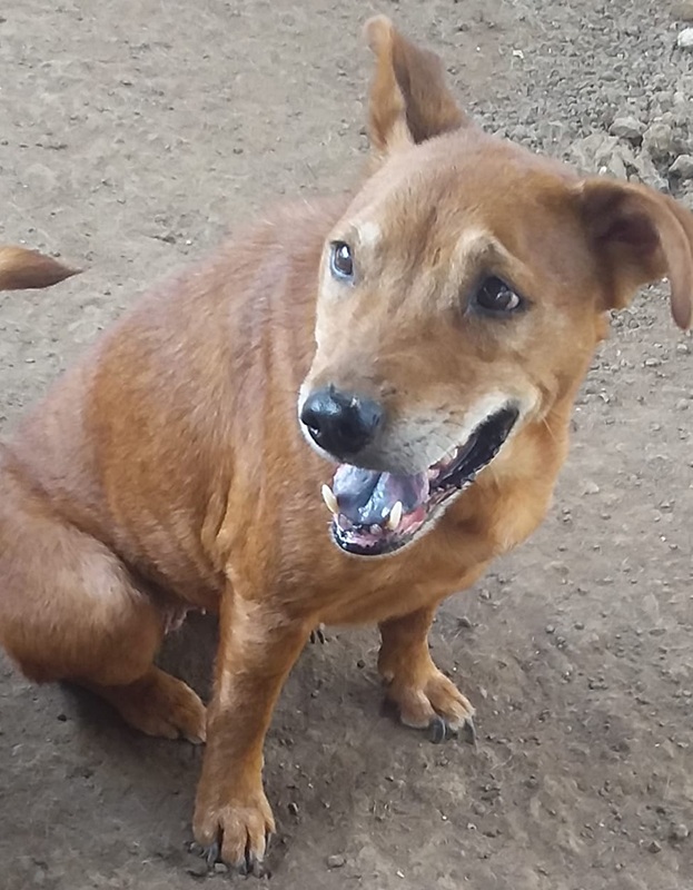 <strong> Sundra </strong> <br> Mix Breed <br> Female <br> 8 Years
