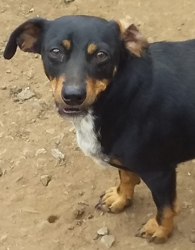 <strong> Milo </strong> <br> Mix Breed <br> Male <br> 3 Years