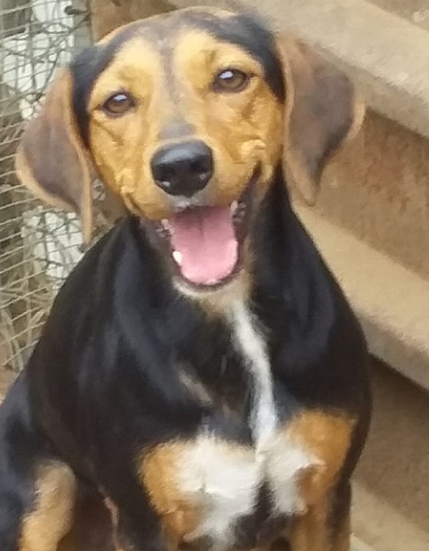 <strong> Lola </strong> <br> Mix Breed <br> Female <br> 4 Years