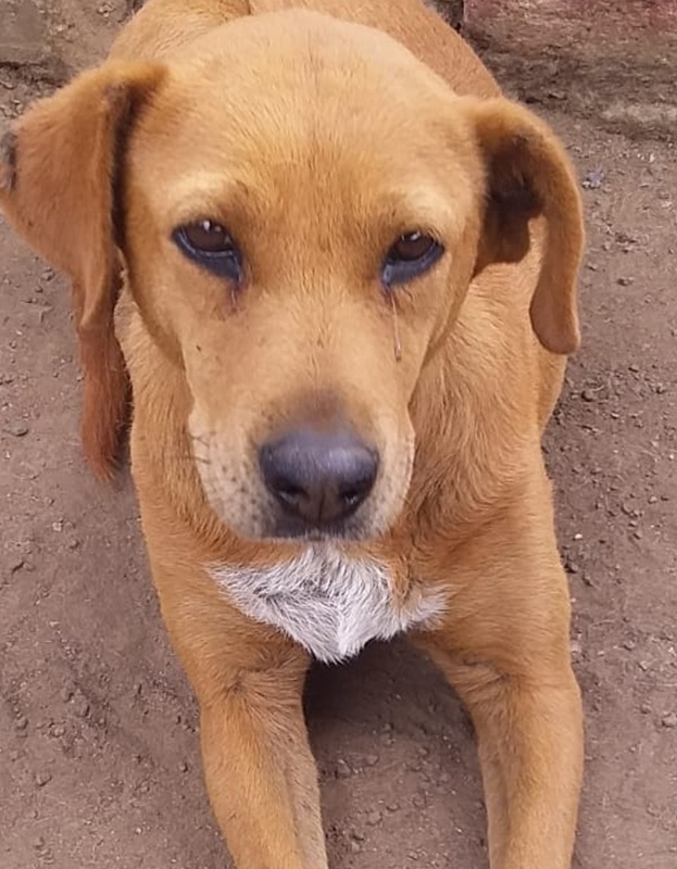 <strong> Rover </strong> <br> Mix Breed <br> Male <br> 7 Years