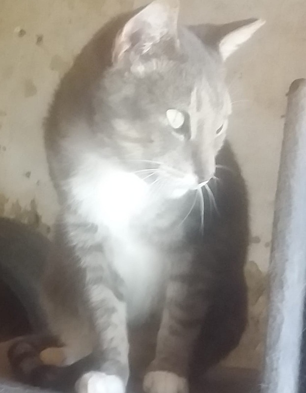 <strong> Teddy</strong> <br> Mix Breed <br> Male <br> 6 Years