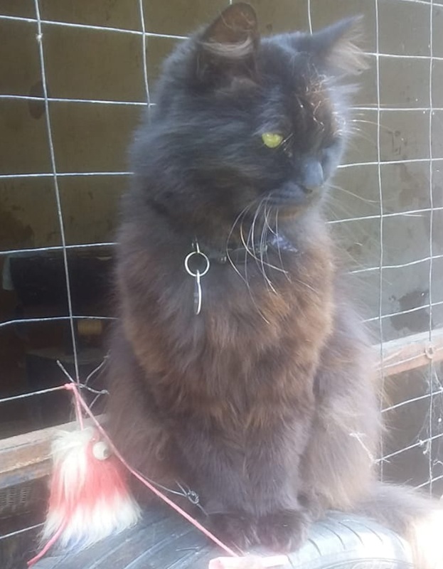 <strong> Smoky</strong> <br> Mix Breed <br> Male <br> 8 Years
