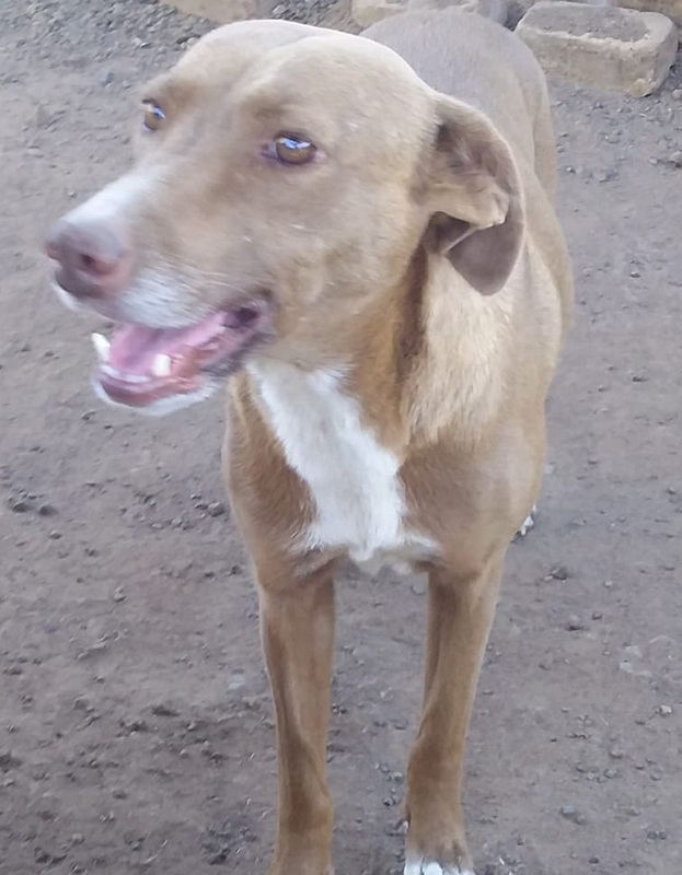 <strong> Danny </strong> <br> Mix Breed <br> Female <br> 4 Years
