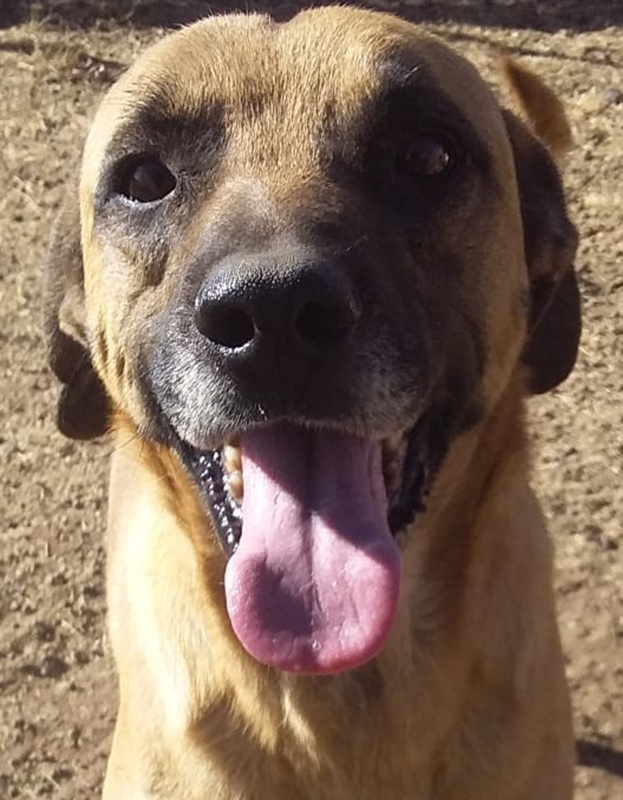 <strong> Ruben </strong> <br> Mix Breed <br> Male <br> 6 Years