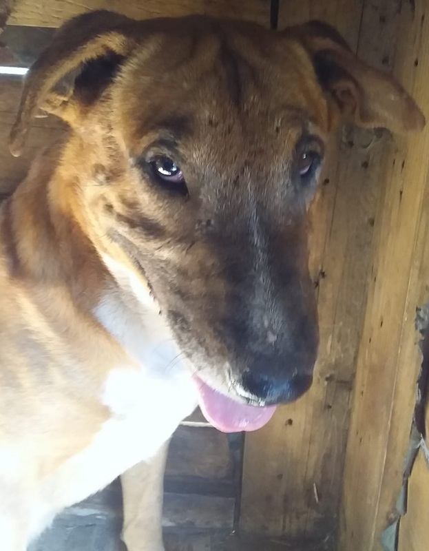 <strong> Pepper </strong> <br> Mix Breed <br> Male <br> 7 Years
