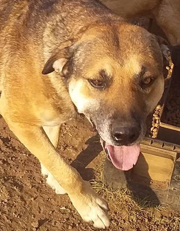 <strong> O.S </strong> <br> Mix Breed <br> Male <br> 6 Years