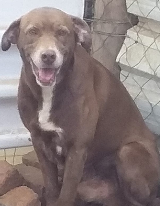 <strong> Browny </strong> <br> Mix Breed <br> Male <br> 6 Years