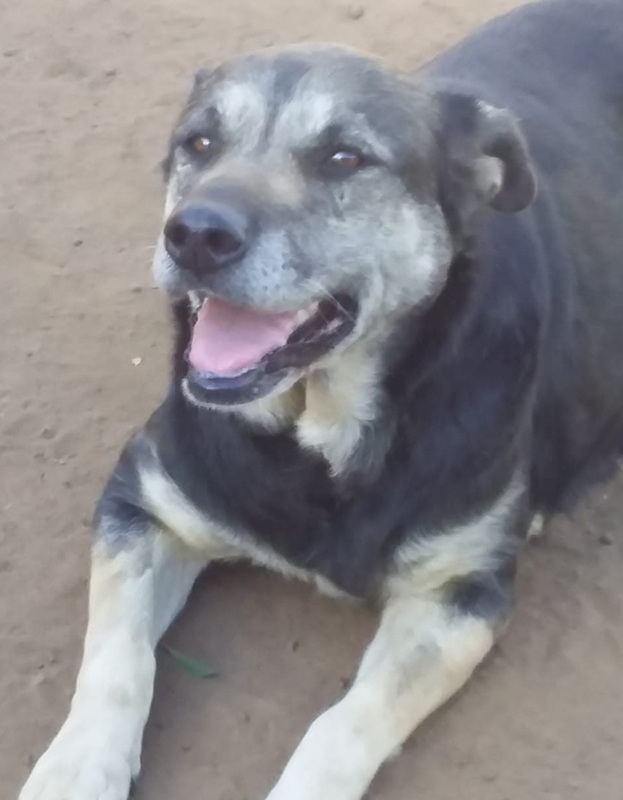 <strong> Lucy </strong> <br> Mix Breed <br> Female <br> 8 Years