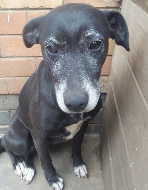 <strong> Anny </strong> <br> Mix Breed <br> Female <br> 6 Years