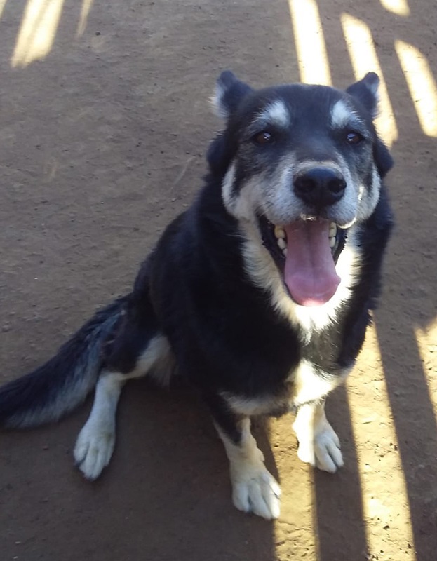 <strong> Tiqcila </strong> <br> Mix Breed <br> Female <br> 8 Years