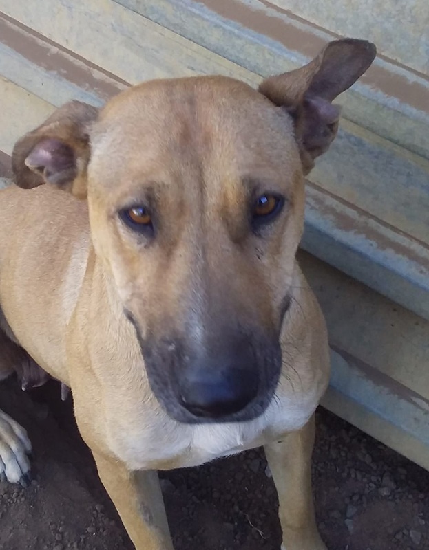 <strong> Bella </strong> <br> Mix Breed <br> Female <br> 6 Years