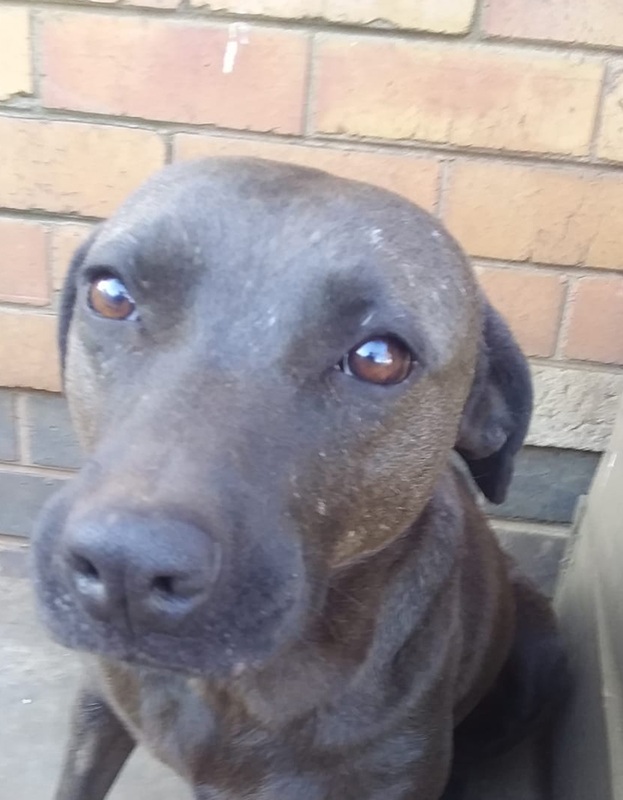 <strong> Silvia </strong> <br> Mix Breed <br> Female <br> 6 Years