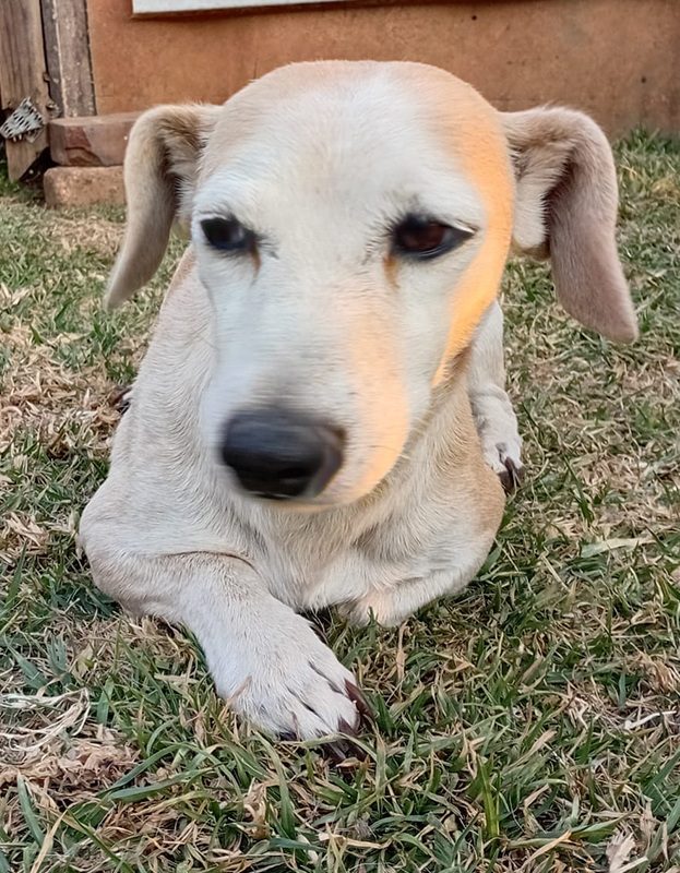 <strong> Griekie </strong> <br> Jack Russel Breed <br> Female <br> 8 Years