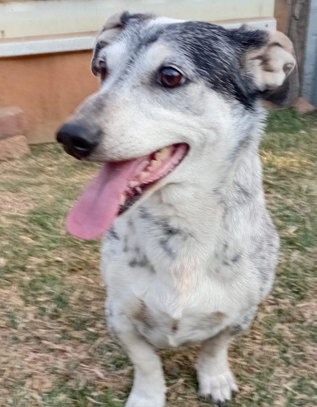 <strong> Spottie </strong> <br> Foxie Breed <br> Female <br> 8 Years