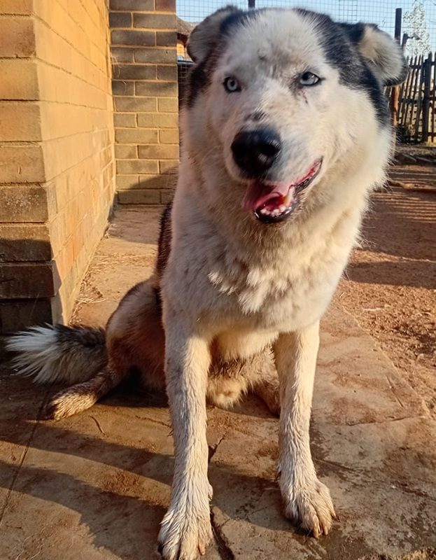 <strong> Pax </strong> <br> Husky Breed <br> Male <br> 6 Years