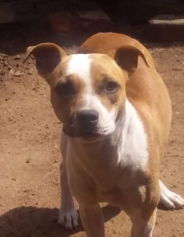 <strong> Masha </strong> <br> Pitbul Breed <br> Female <br> 5 Years