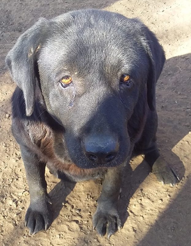 <strong> Emma </strong> <br> Mix Breed <br> Female <br> 9 Years