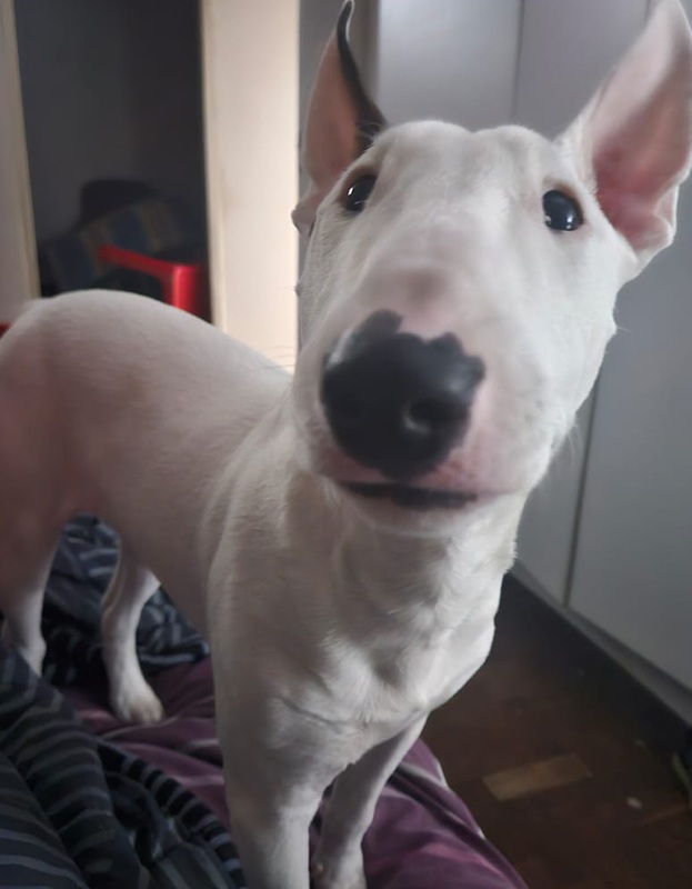 <strong> Milo </strong> <br> Bull Terrier Breed <br> Male <br> Years